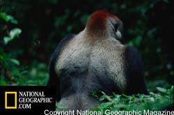 Nick Nicols Copyright National Geographic Magazine